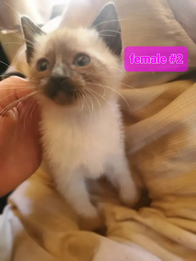 2 Siamese girls left - Photo 8