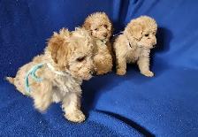 Toy poodle puppies available