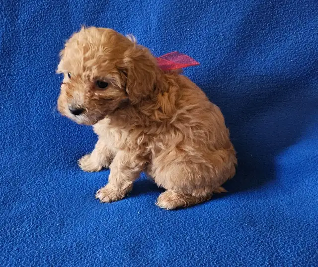 Toy poodle puppies available - Photo 2