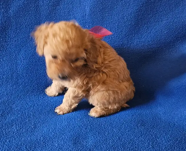 Toy poodle puppies available - Photo 3