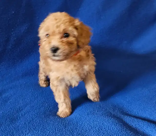 Toy poodle puppies available - Photo 4