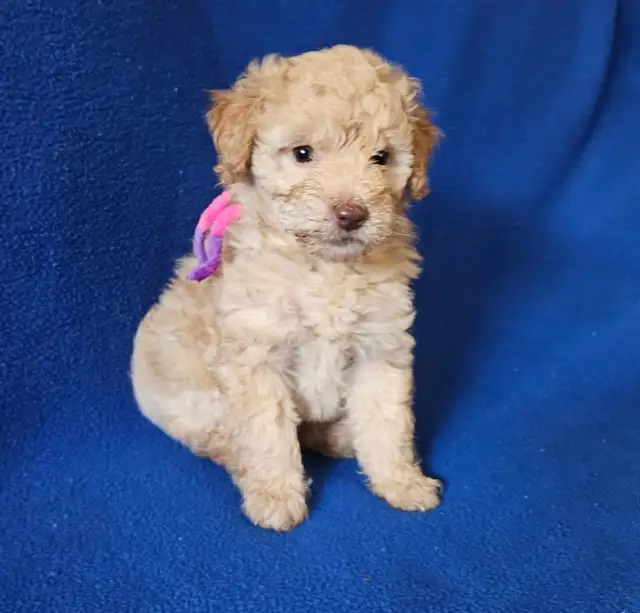 Toy poodle puppies available - Photo 5