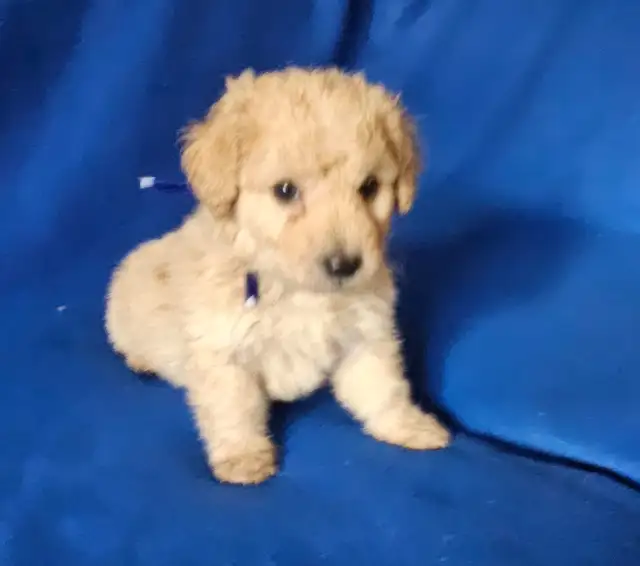 Toy poodle puppies available - Photo 6