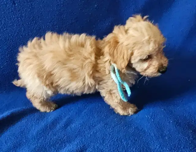 Toy poodle puppies available - Photo 7