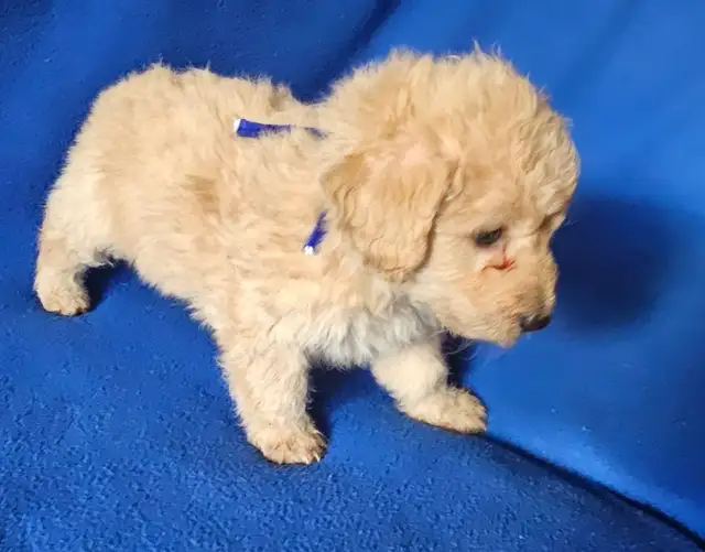 Toy poodle puppies available - Photo 8