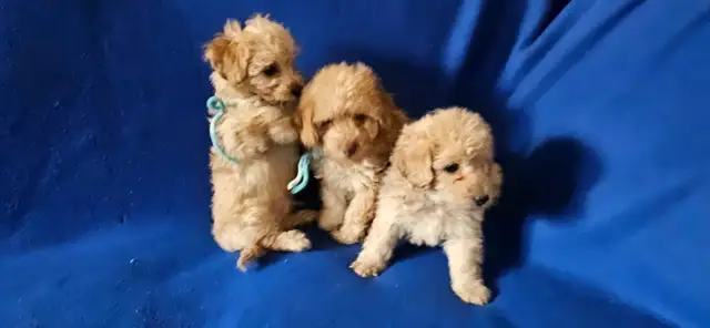 Toy poodle puppies available - Photo 9