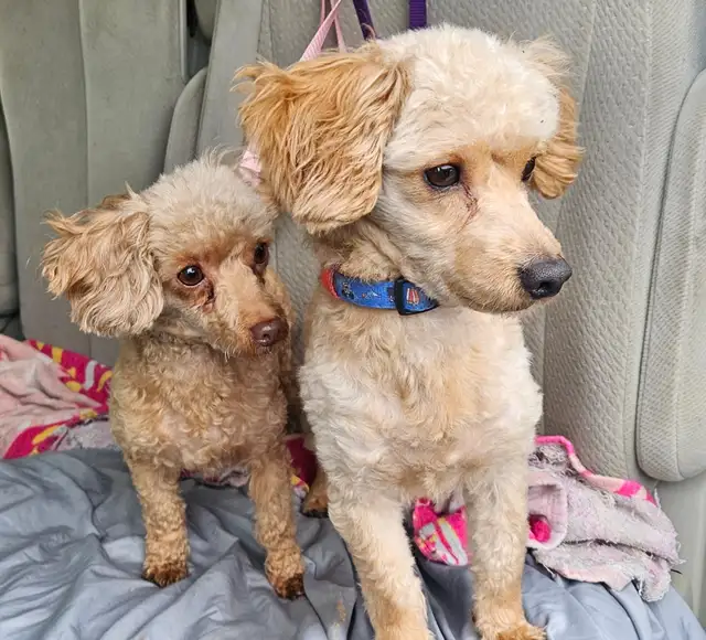 Toy poodle puppies available - Photo 10