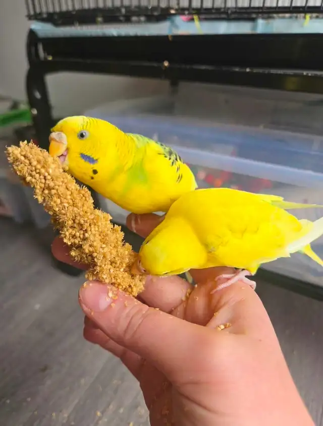 Budgie pair
