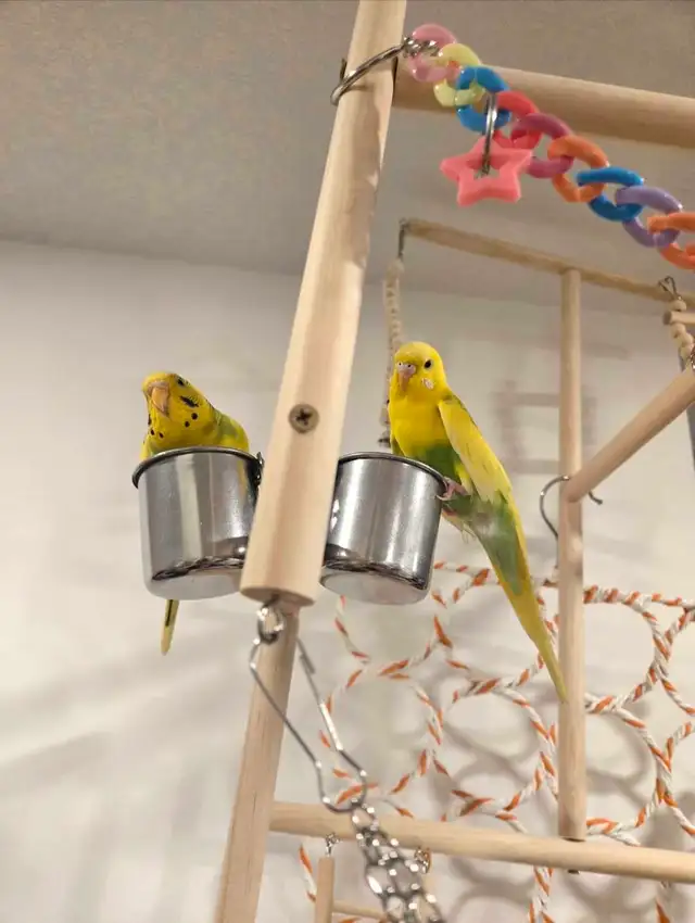 Budgie pair - Photo 2