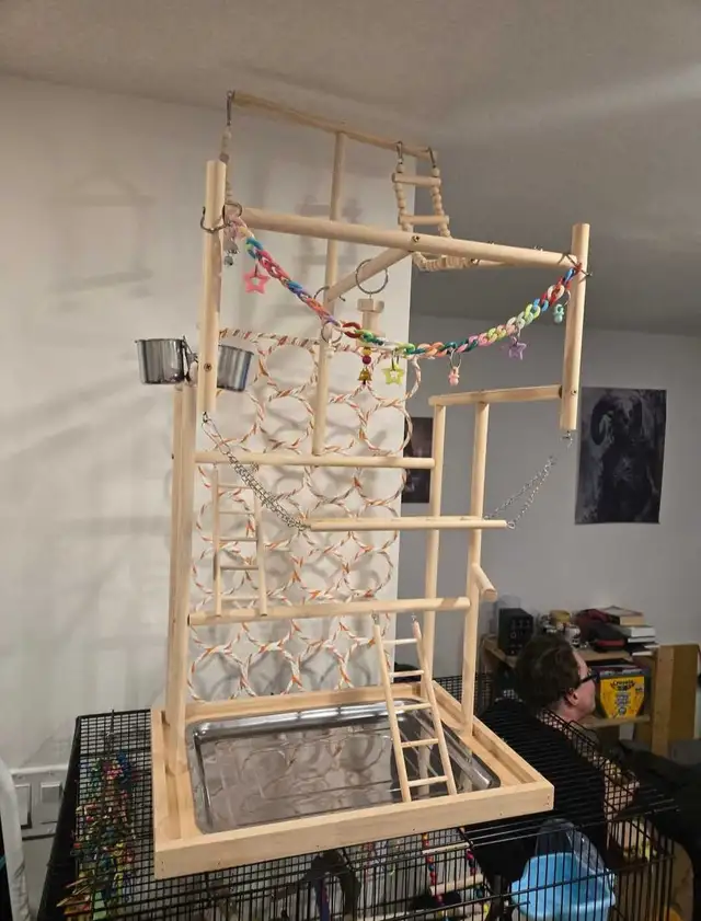 Budgie pair - Photo 3