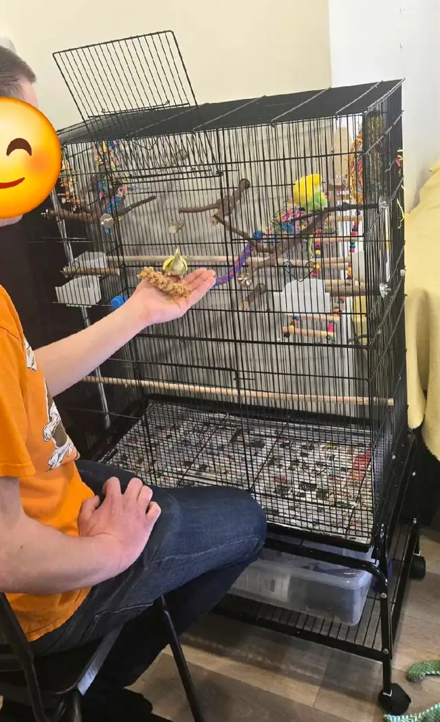 Budgie pair - Photo 4