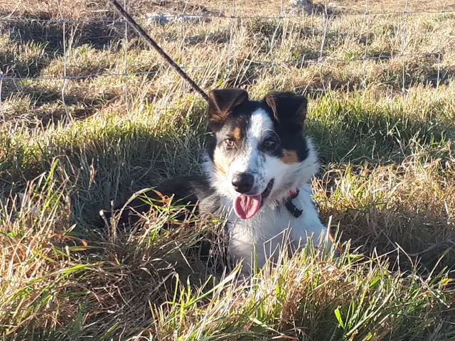 Working border collie