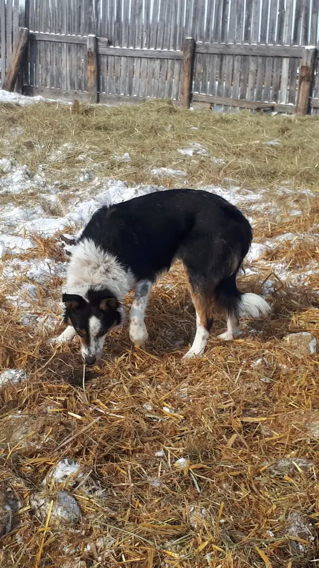 Working border collie - Photo 2