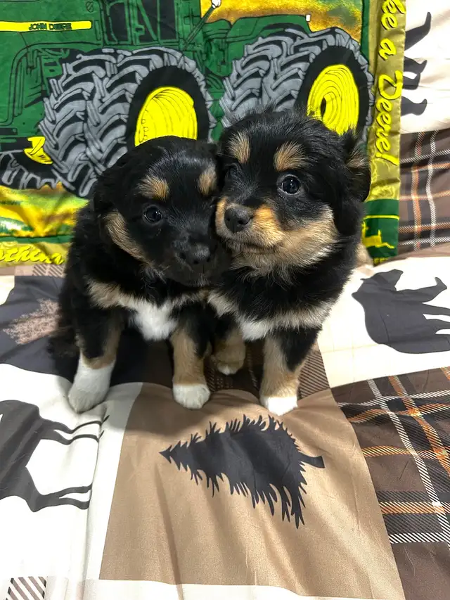 Mini Australian Shepherd Puppies! TWO LEFT!