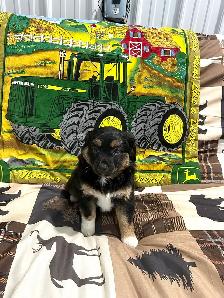 Mini Australian Shepherd Puppies! TWO LEFT! - Photo 2