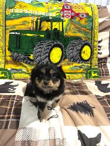Mini Australian Shepherd Puppies! TWO LEFT! - Photo 3