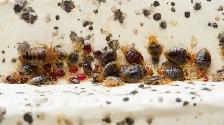 Pest Control Toronto – Bed Bug & Cockroach Extermination - Photo 6