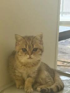 BRITISH SHORTHAIR FEMALE