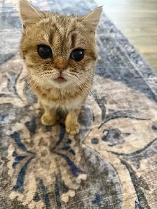 BRITISH SHORTHAIR FEMALE - Photo 2