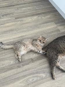 BRITISH SHORTHAIR FEMALE - Photo 3