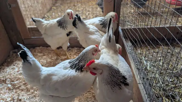 Columbian rock pullets