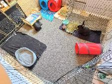 Rabbit Boarding & Training . XXL Private Rooms. 24/7 Love  Care - Photo 6