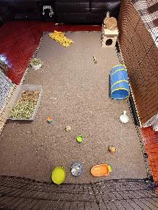 Rabbit Boarding & Training . XXL Private Rooms. 24/7 Love  Care - Photo 7