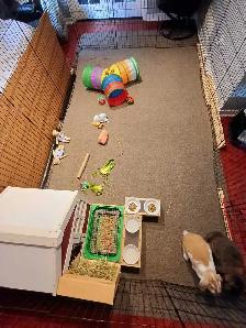 Rabbit Boarding & Training . XXL Private Rooms. 24/7 Love  Care - Photo 9