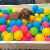 Rabbit Boarding & Training . XXL Private Rooms. 24/7 Love  Care - Photo 10