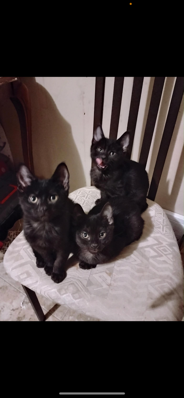 Free Kittens - Photo 2