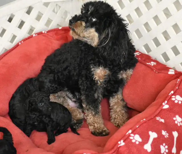 Chiots caniches miniatures pure race