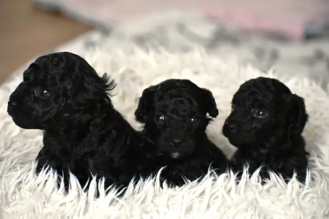 Chiots caniches miniatures pure race - Photo 2