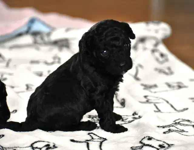 Chiots caniches miniatures pure race - Photo 3