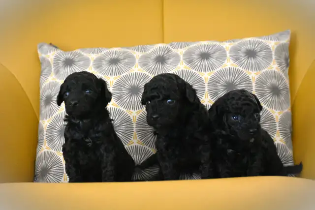 Chiots caniches miniatures pure race - Photo 4