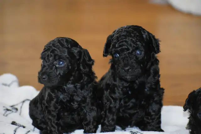 Chiots caniches miniatures pure race - Photo 5