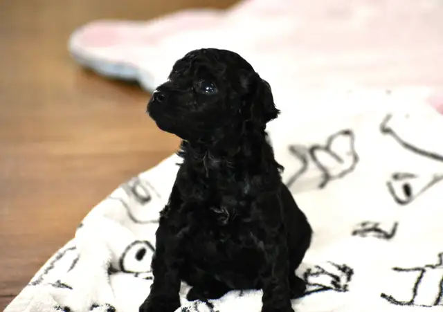 Chiots caniches miniatures pure race - Photo 6