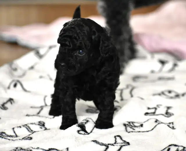 Chiots caniches miniatures pure race - Photo 7