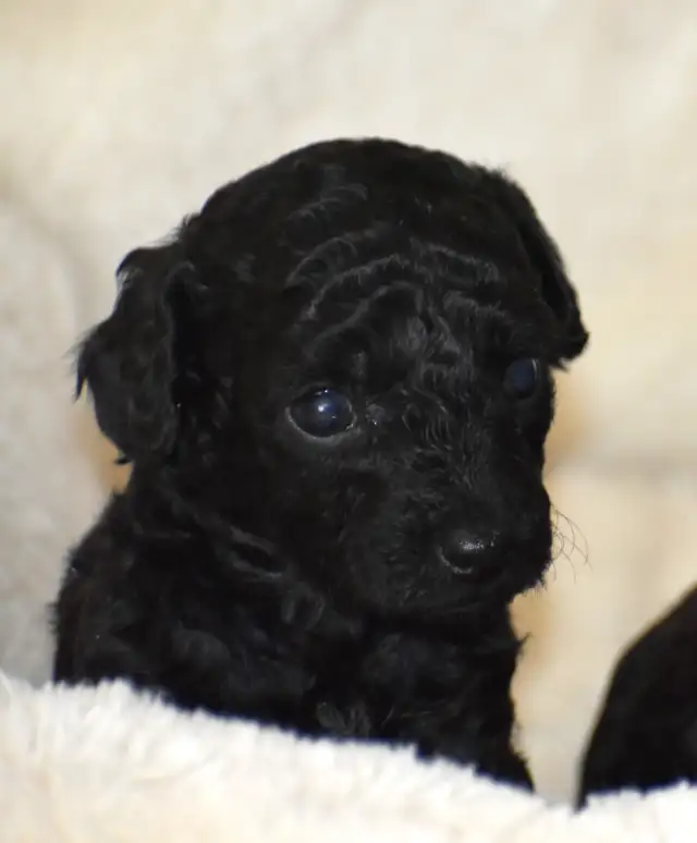 Chiots caniches miniatures pure race - Photo 8