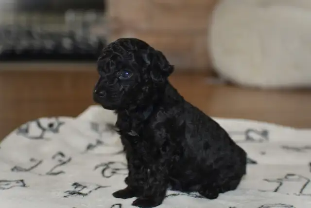 Chiots caniches miniatures pure race - Photo 9