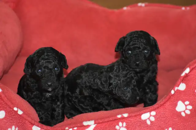 Chiots caniches miniatures pure race - Photo 10