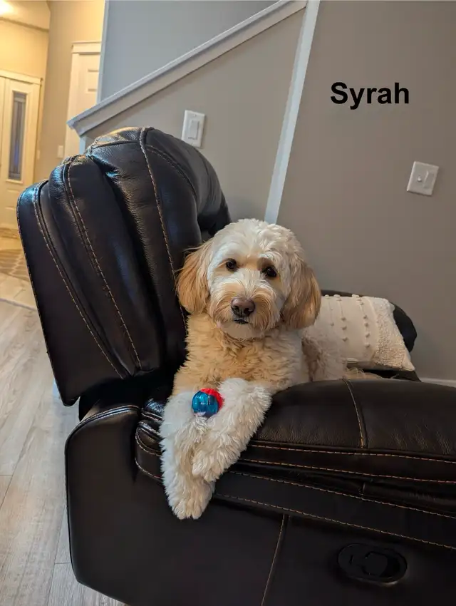 WAVENY GOLDENS - F1 Goldendoodle Puppies