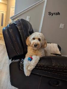 WAVENY GOLDENS - F1 Goldendoodle Puppies