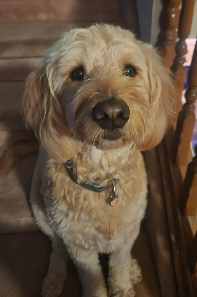 WAVENY GOLDENS - F1 Goldendoodle Puppies - Photo 2