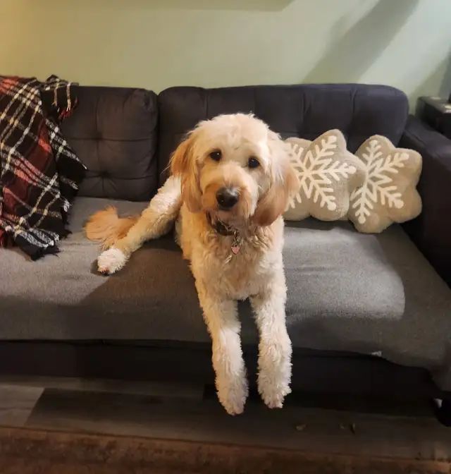 WAVENY GOLDENS - F1 Goldendoodle Puppies - Photo 3