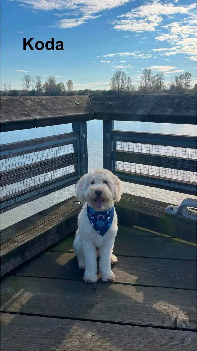 WAVENY GOLDENS - F1 Goldendoodle Puppies - Photo 4