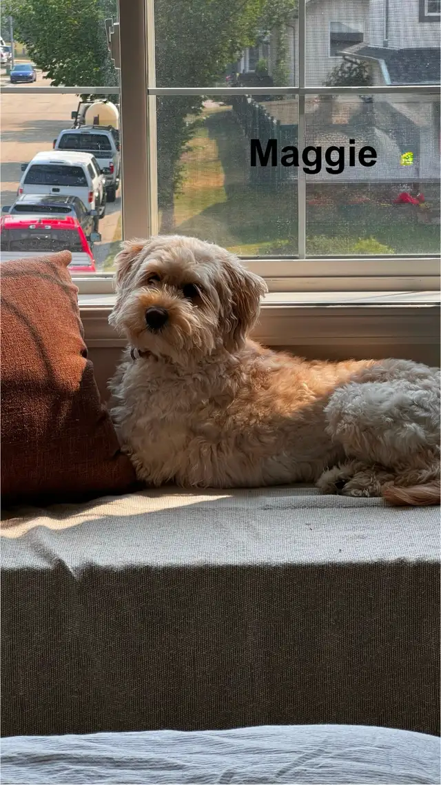 WAVENY GOLDENS - F1 Goldendoodle Puppies - Photo 5