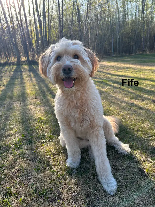 WAVENY GOLDENS - F1 Goldendoodle Puppies - Photo 6