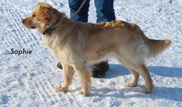 WAVENY GOLDENS - F1 Goldendoodle Puppies - Photo 7