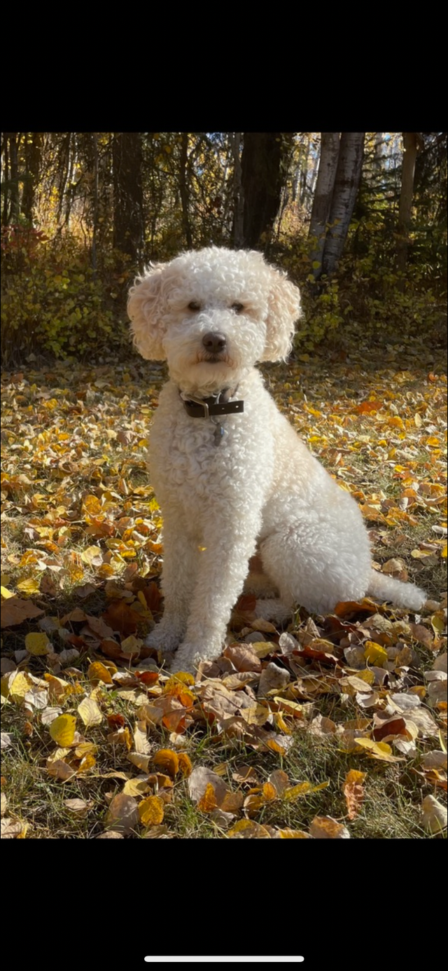WAVENY GOLDENS - F1 Goldendoodle Puppies - Photo 8