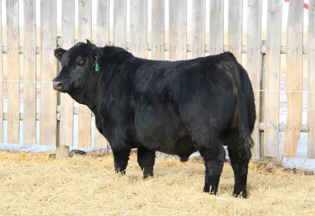 100  Gelbvieh Bulls for Sale